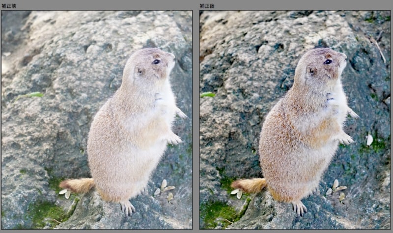 「かすみの除去」による左が補正前、右が補正後。全体の毛並みや、画像左側の岩肌の白くかすんだ部分のコントラストが高まり、はっきりと見えます。