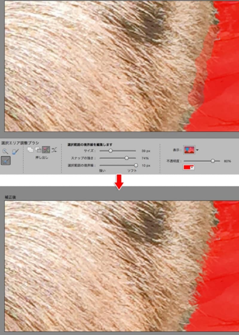 「選択エリア調整ブラシ」で毛並をドラッグすると、細かい毛並の凹凸も自動でキレイに選択できます。