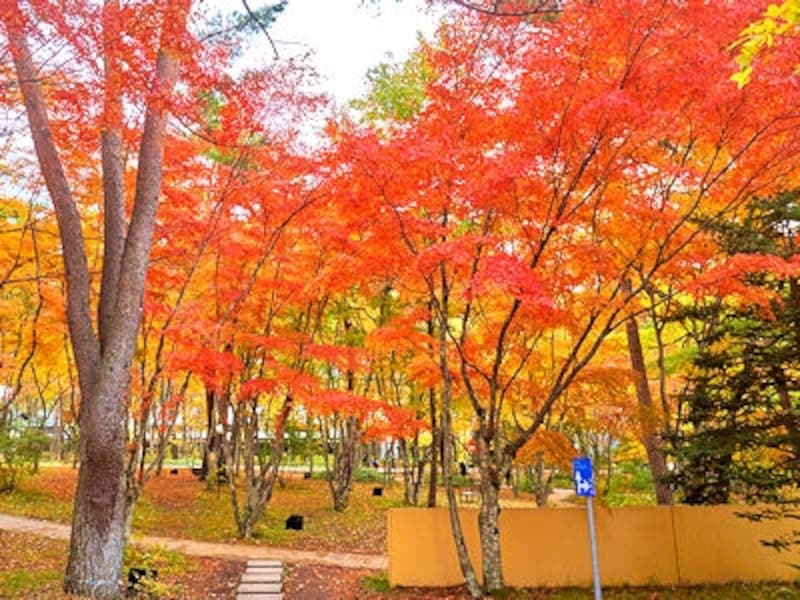 軽井沢高原教会の紅葉