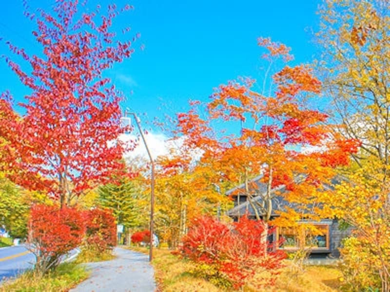 中軽井沢ハルニレテラスの紅葉