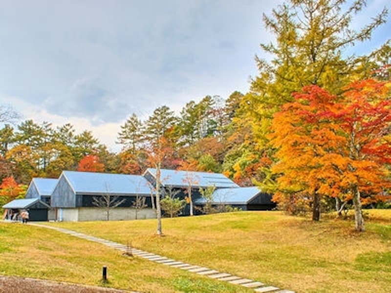 紅葉に包まれる星野温泉トンボの湯
