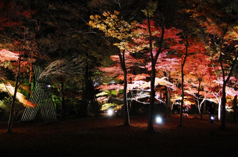 森林公園紅葉見ナイト