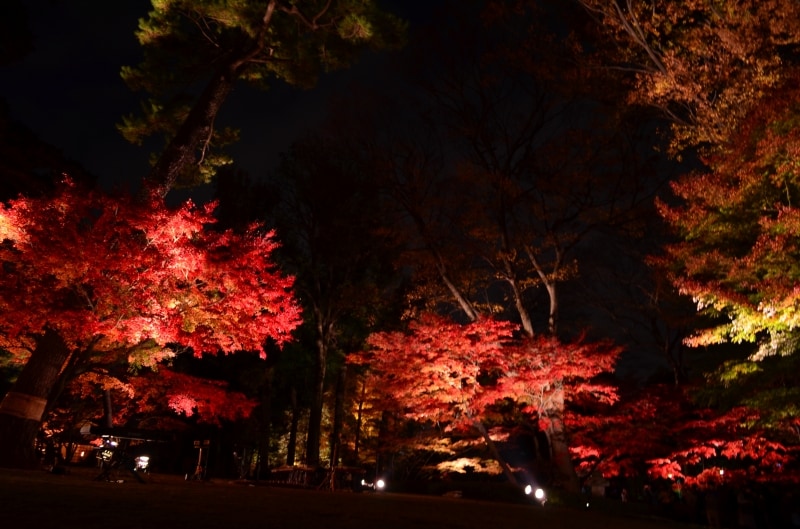 ライトアップで浮かび上がる紅葉
