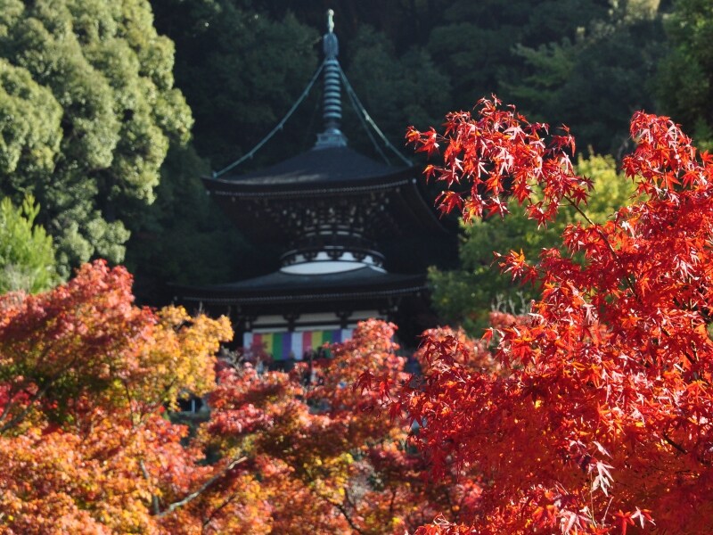 永観堂の紅葉