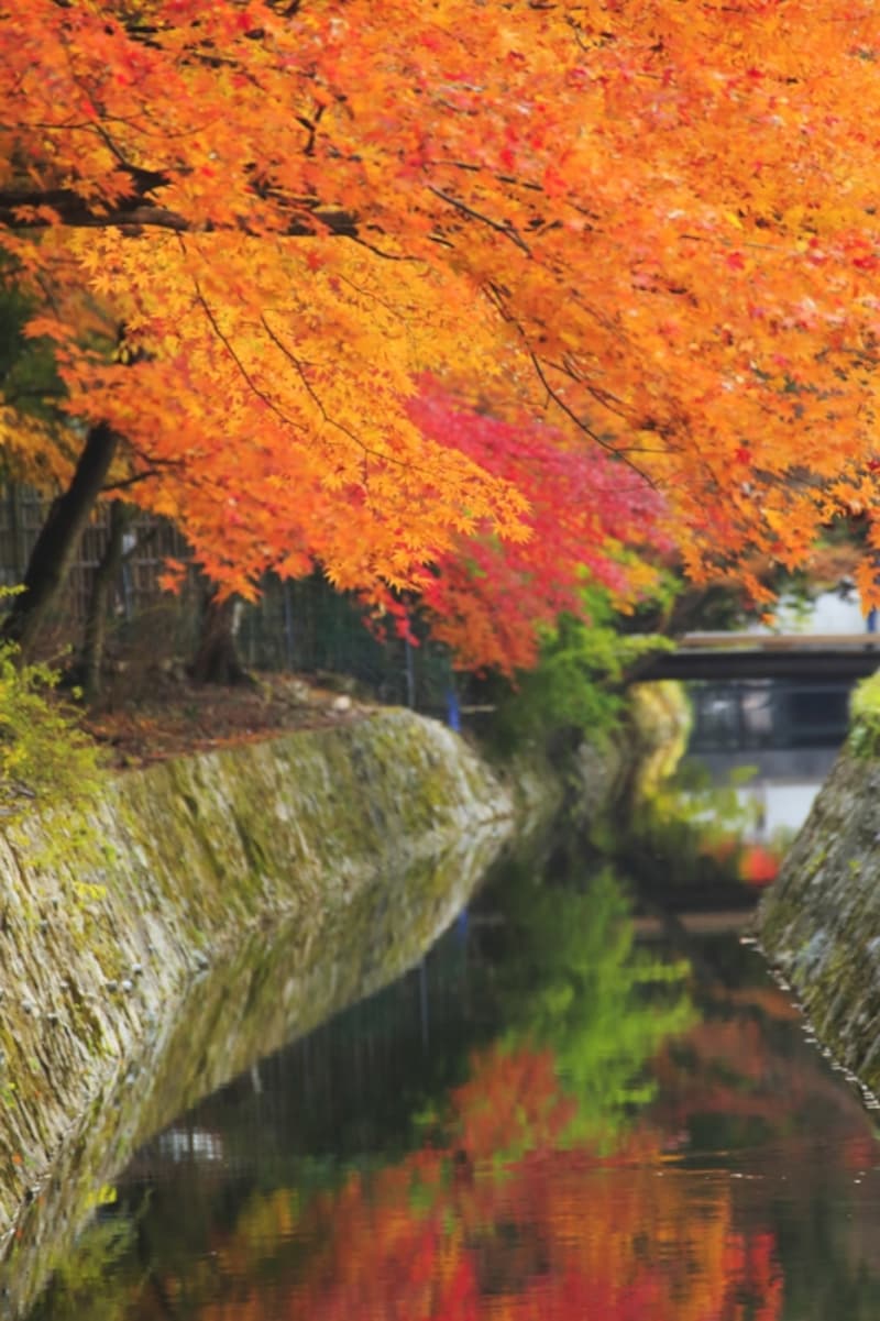 秋の「哲学の道」undefined美しく色付いた紅葉