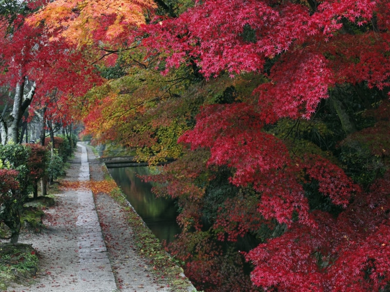 「哲学の道」の紅葉