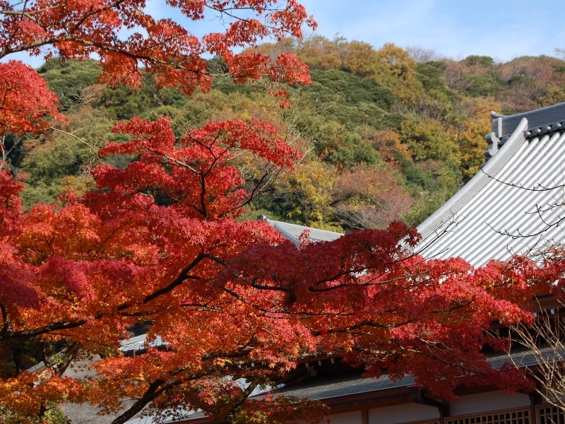 北鎌倉の円覚寺境内の紅葉
