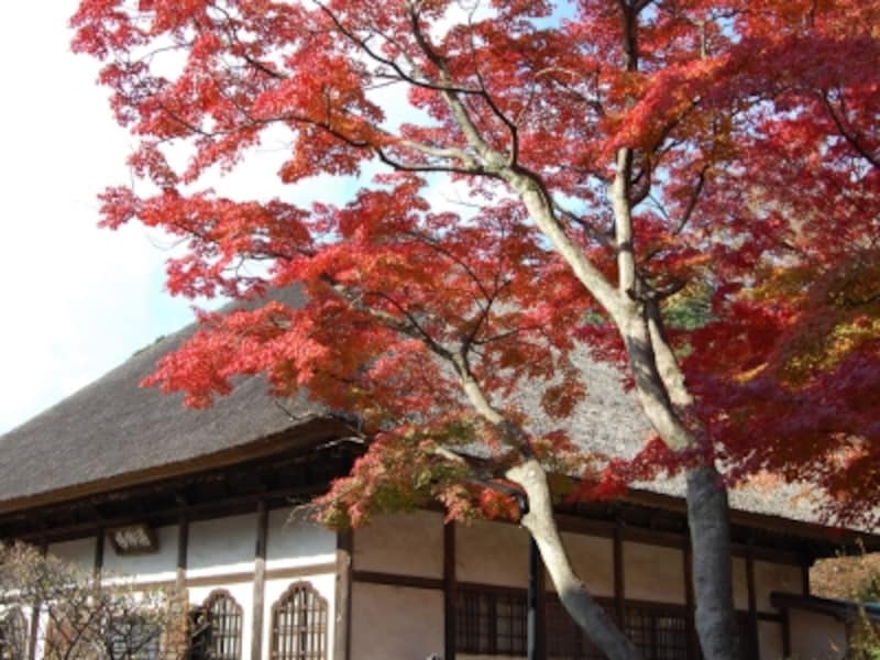 秋の鎌倉観光 紅葉も絶景も楽しめる一日モデルコース 鎌倉 江ノ島の観光 旅行 All About