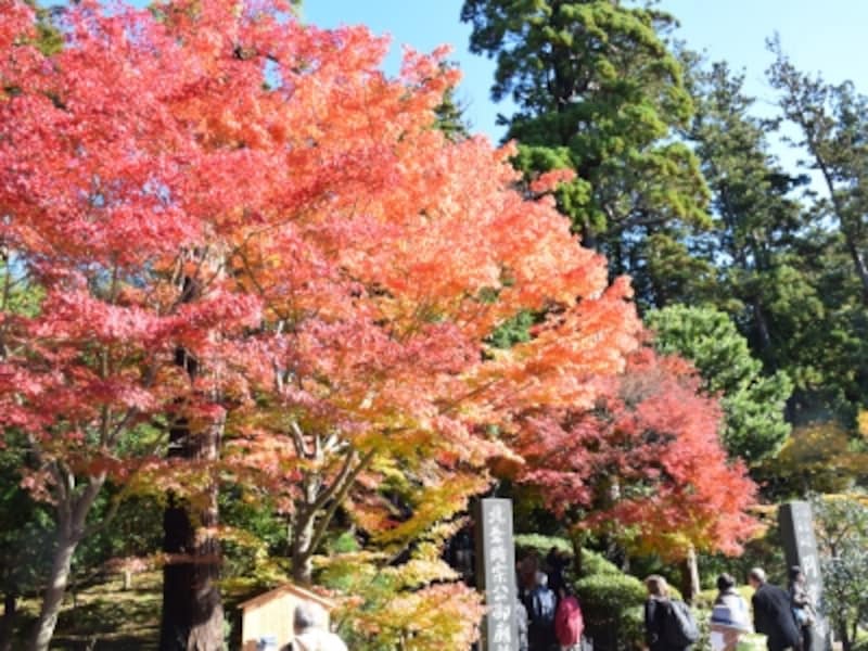 秋の鎌倉観光 紅葉も絶景も楽しめる一日モデルコース 鎌倉 江ノ島の観光 旅行 All About