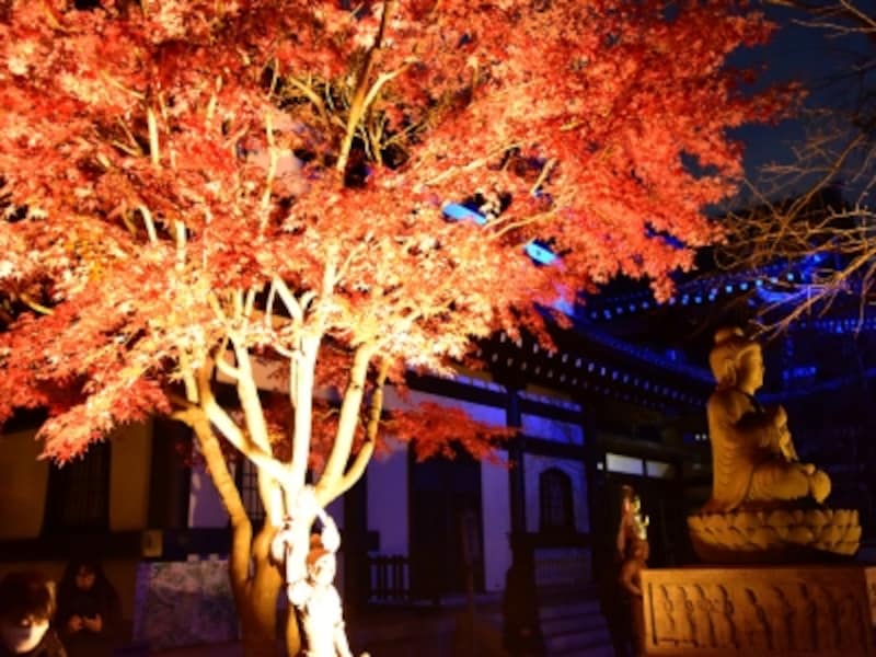 長谷寺の紅葉ライトアップ(2016年12月8日撮影)