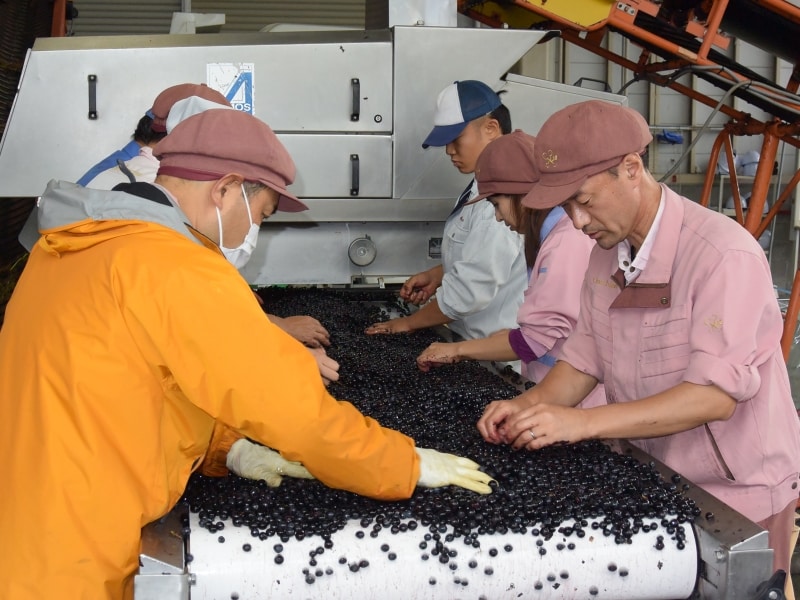 シャトー・メルシャンundefined醸造所