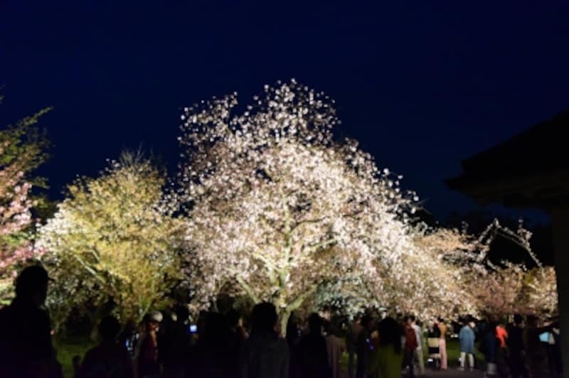 二条城庭園のライトアップ