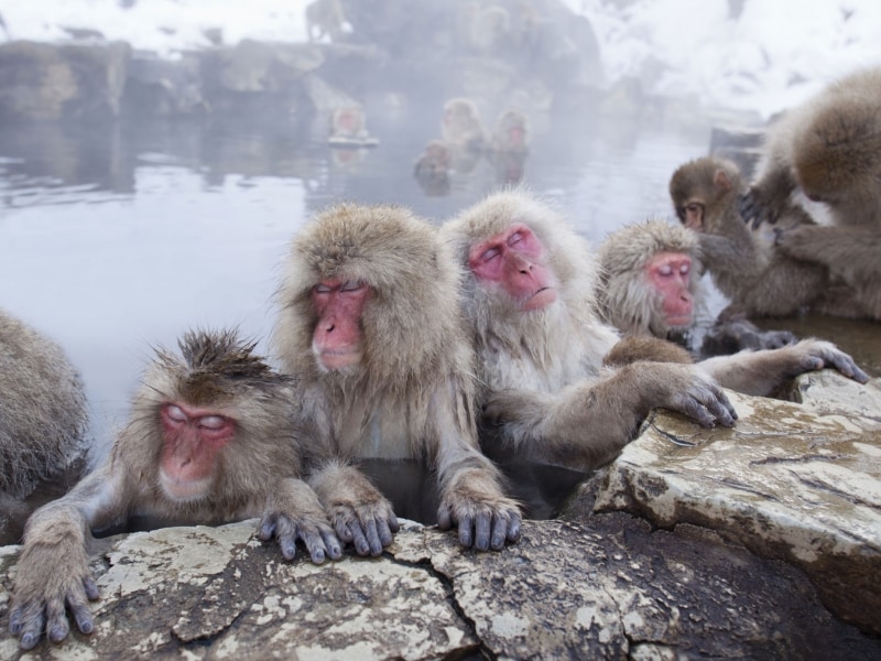 冬場になると温泉に猿が浸かる、地獄谷野猿公苑（長野県）