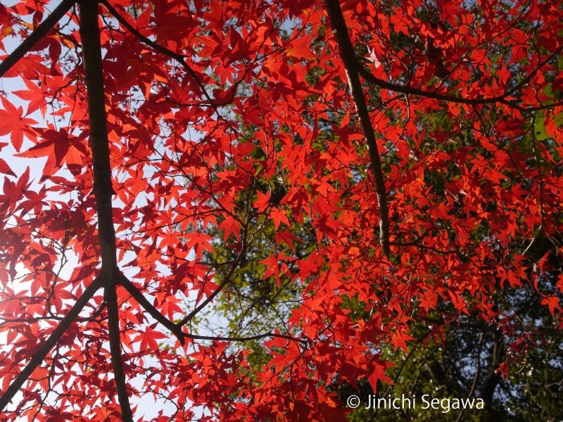 紅葉撮影