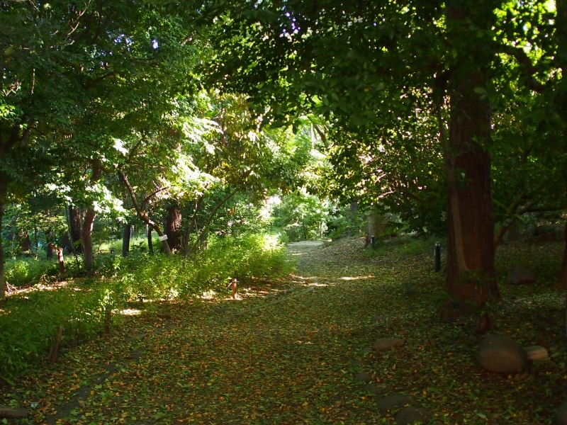 倒木などもあるので、注意が必要だ