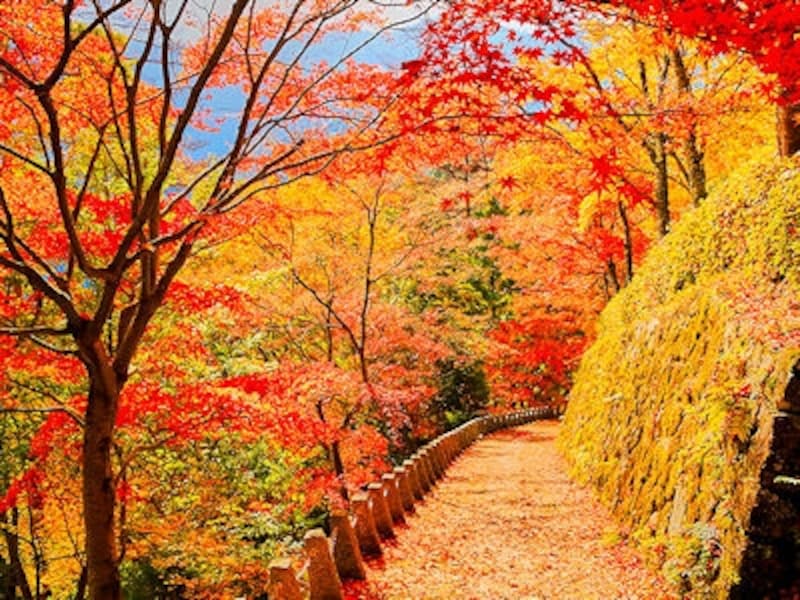 野山、高城山の紅葉