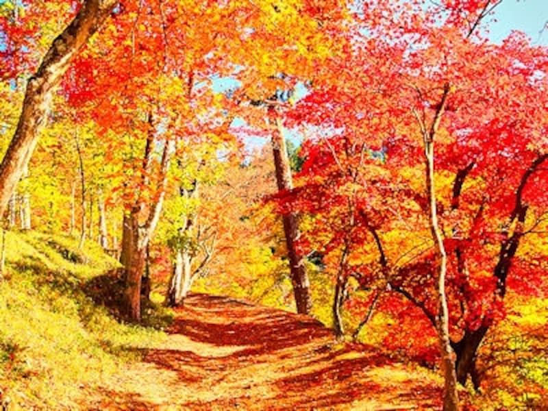 最上山公園もみじ山の紅葉