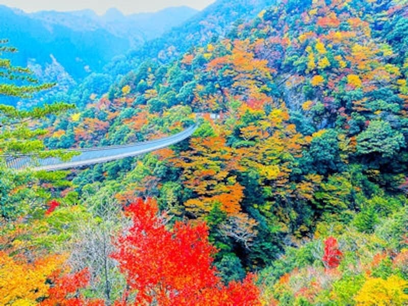 五家荘、梅の木轟公園吊橋の紅葉