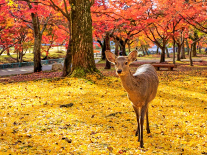 奈良公園の紅葉とシカ