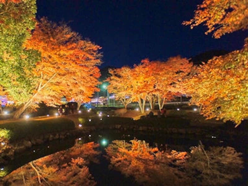 曽木公園の紅葉ライトアップ