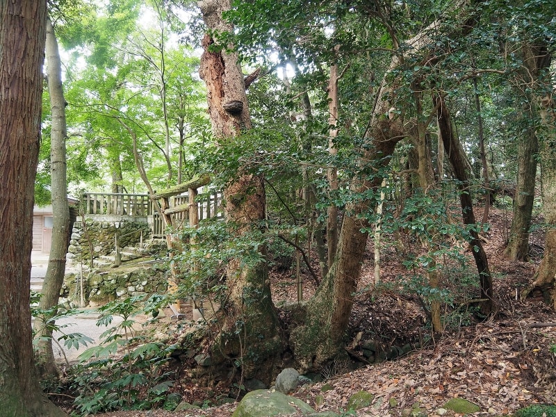 入らずの森@気多大社