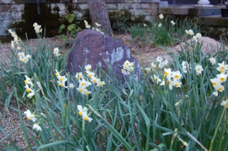 水仙(瑞泉寺)undefined2月上旬撮影