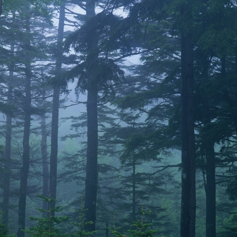 山林のイメージ