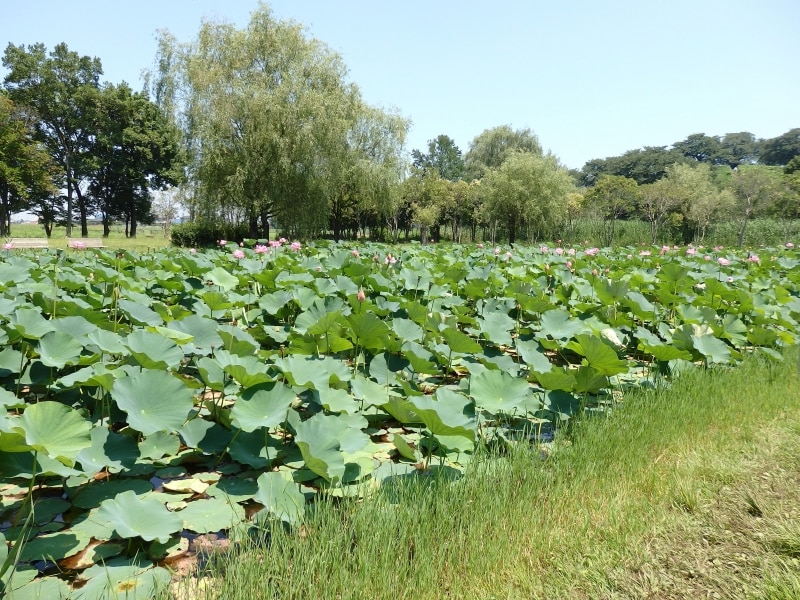 公園入口のハス池