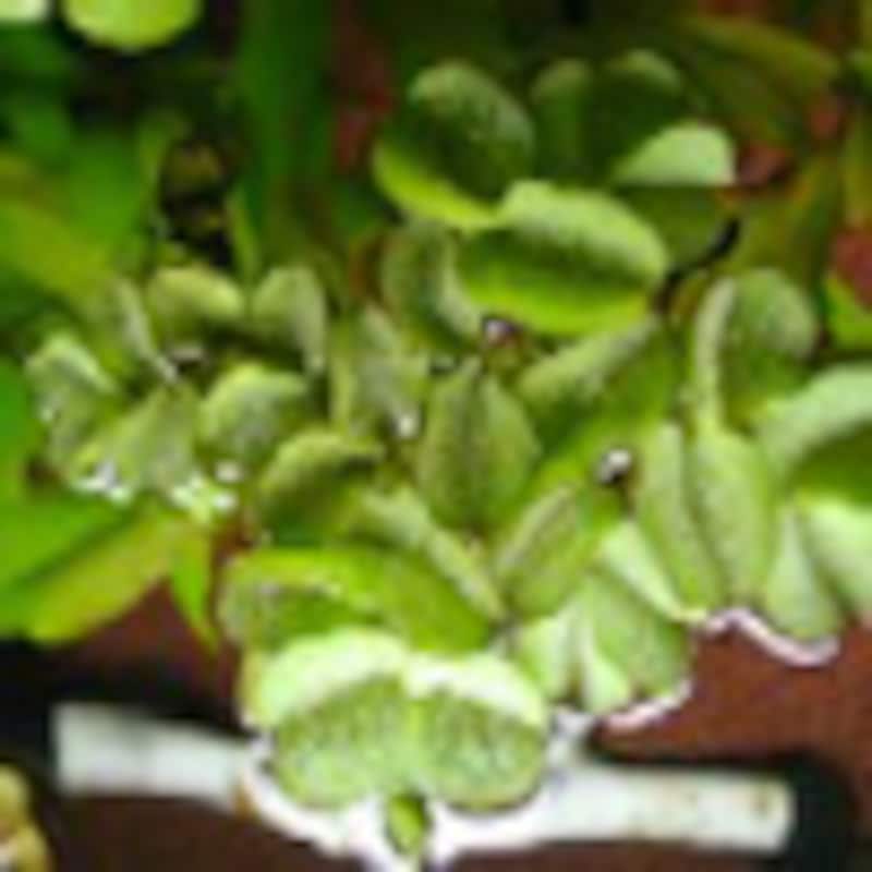 サルビニア・ククラータ