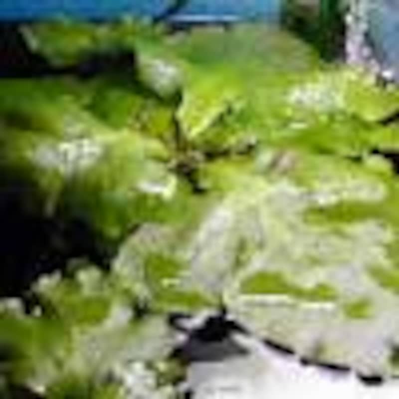 ネグロウォーターファン