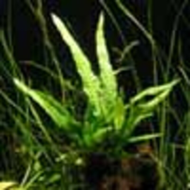 ミクロソリウム