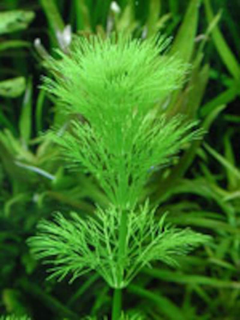 キクモ Limnophyla sessililfloraの水中葉