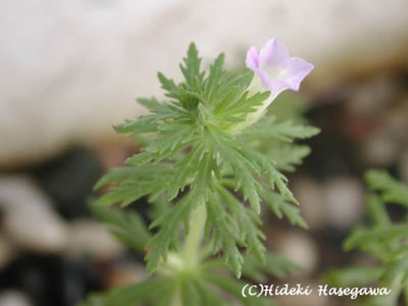 キクモ Limnophyla sessililfloraの花