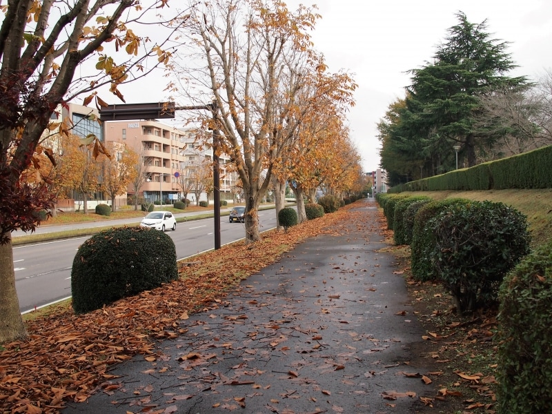 街路樹のトチノキが色づき、散り始めている