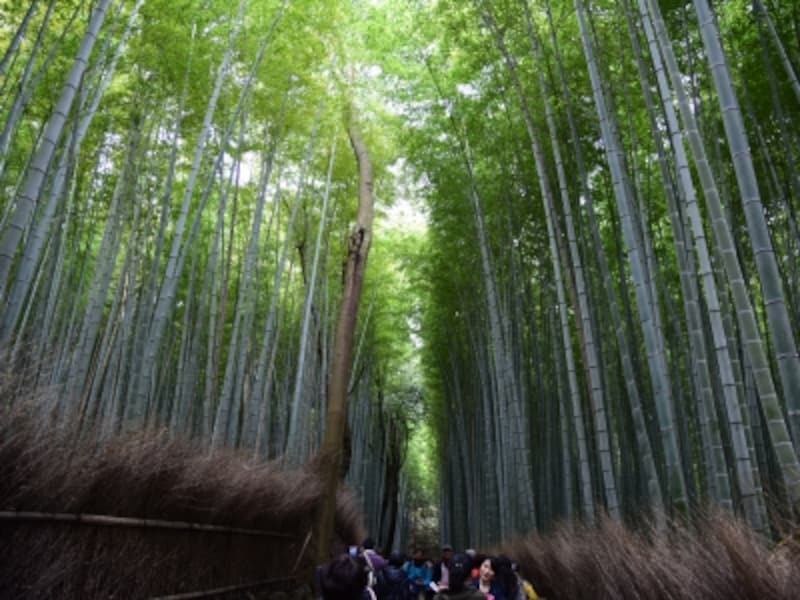 嵐山・嵯峨野の竹林の道