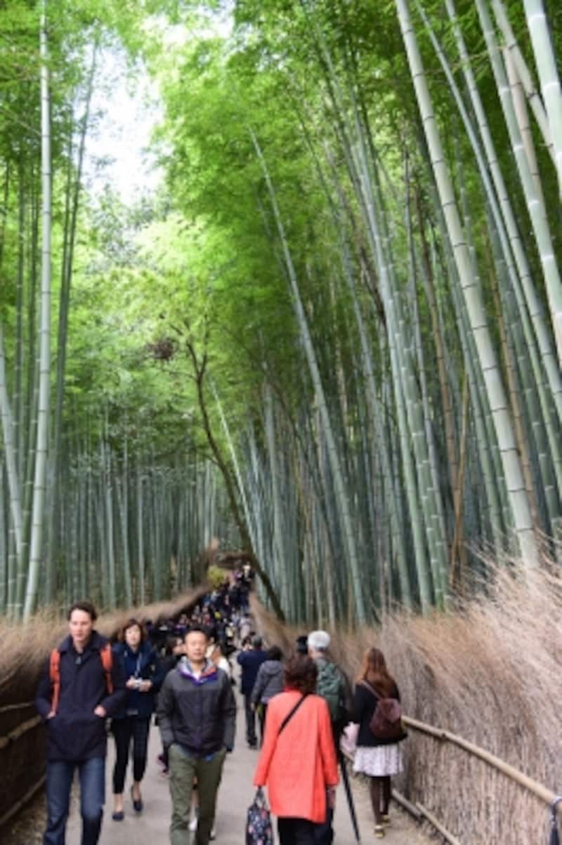 竹林の道では、外国人観光客の姿も目立つ
