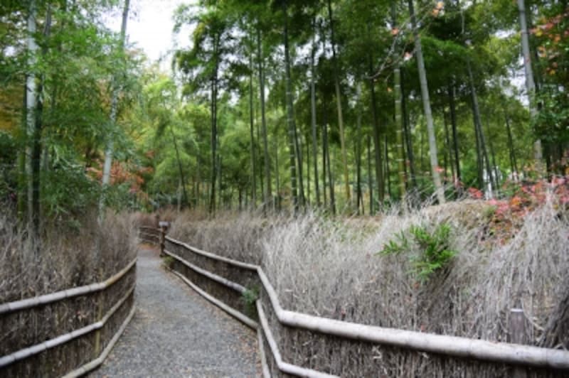 北嵯峨の直指庵の竹林