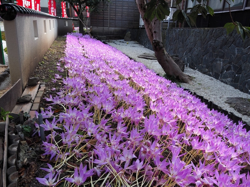 コルチカム＠香林寺
