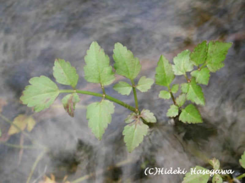 セリ Oenanthe javanica