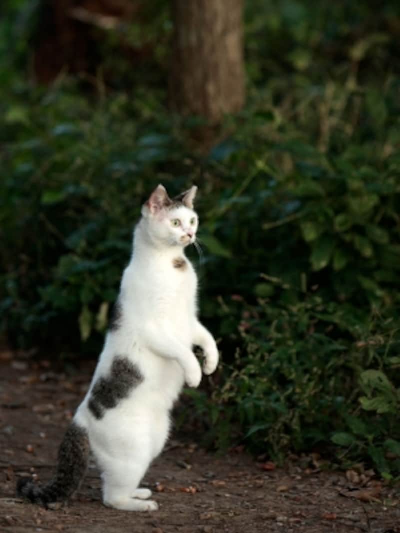 猫が立つ理由って 猫が二本足で立ち上がる瞬間とは 猫 All About