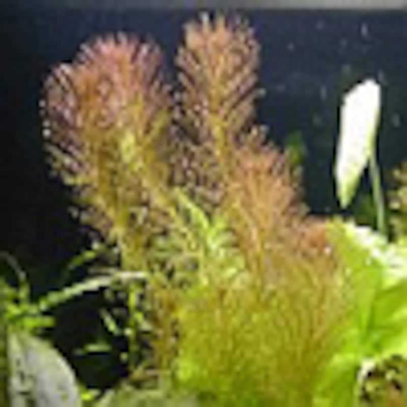 ロタラ・ワリッキー