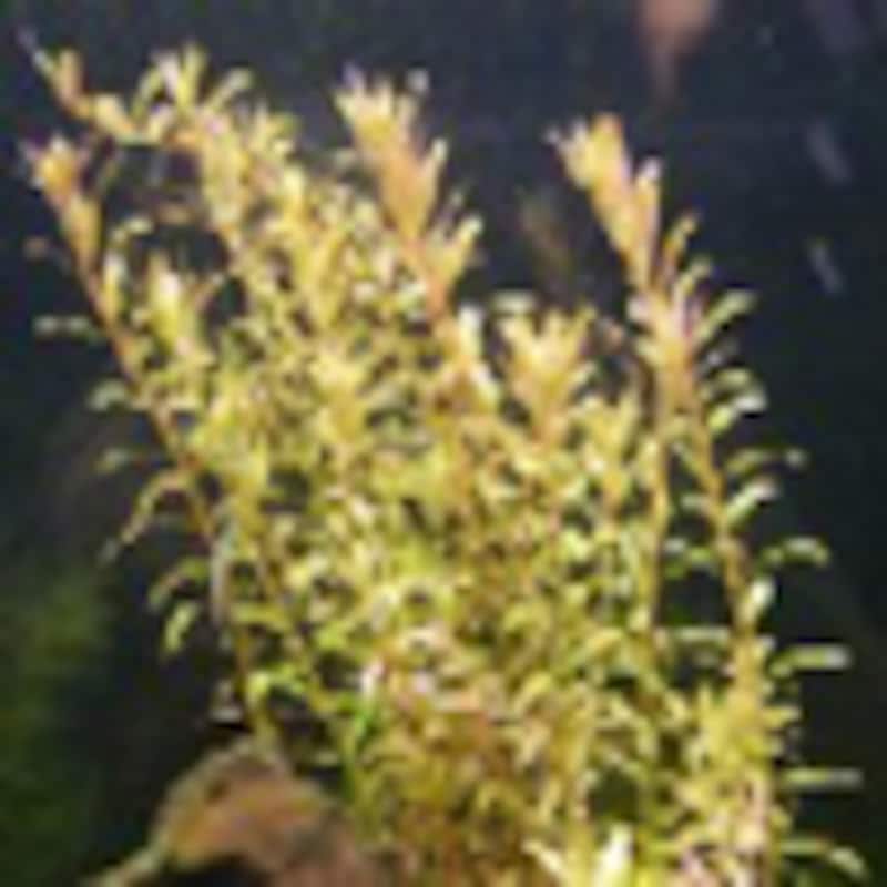 ロタラ・ロトンディフォリア