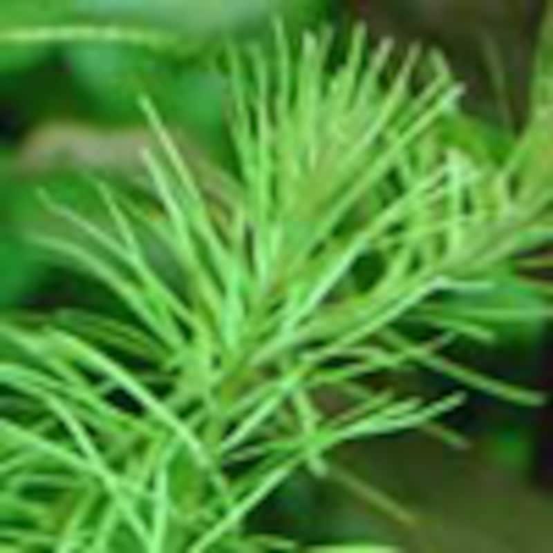 ロタラ sp “ナンシアン”