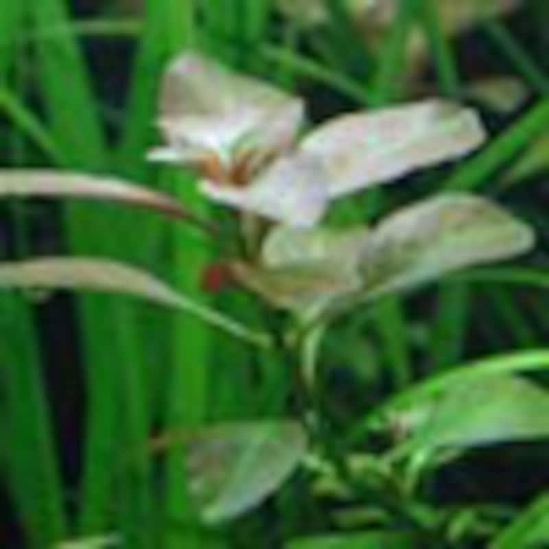 ルドウィジア・グランデュローサ