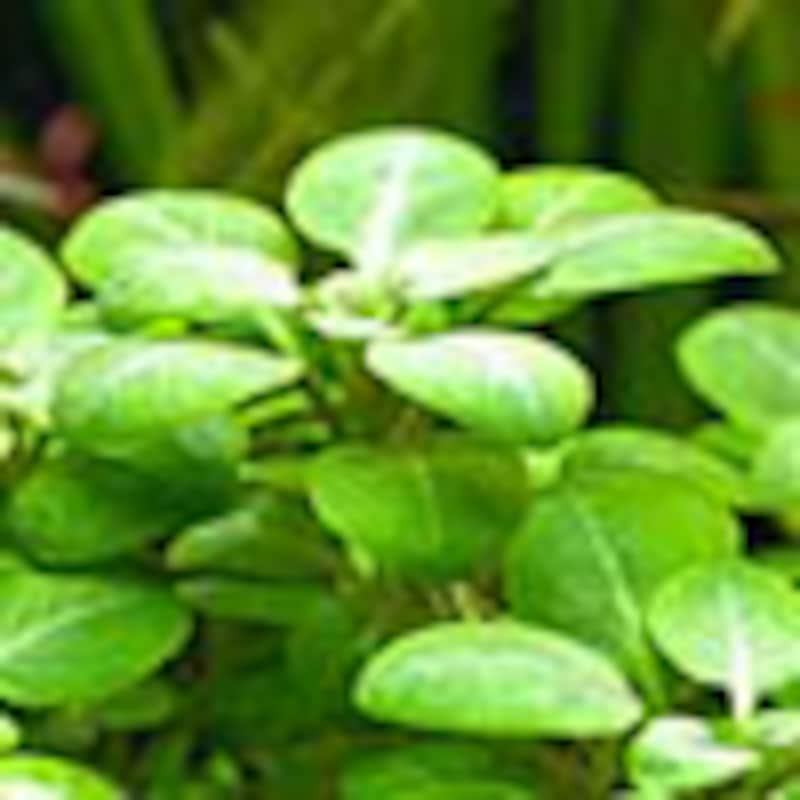 ロベリア・カーディナリス