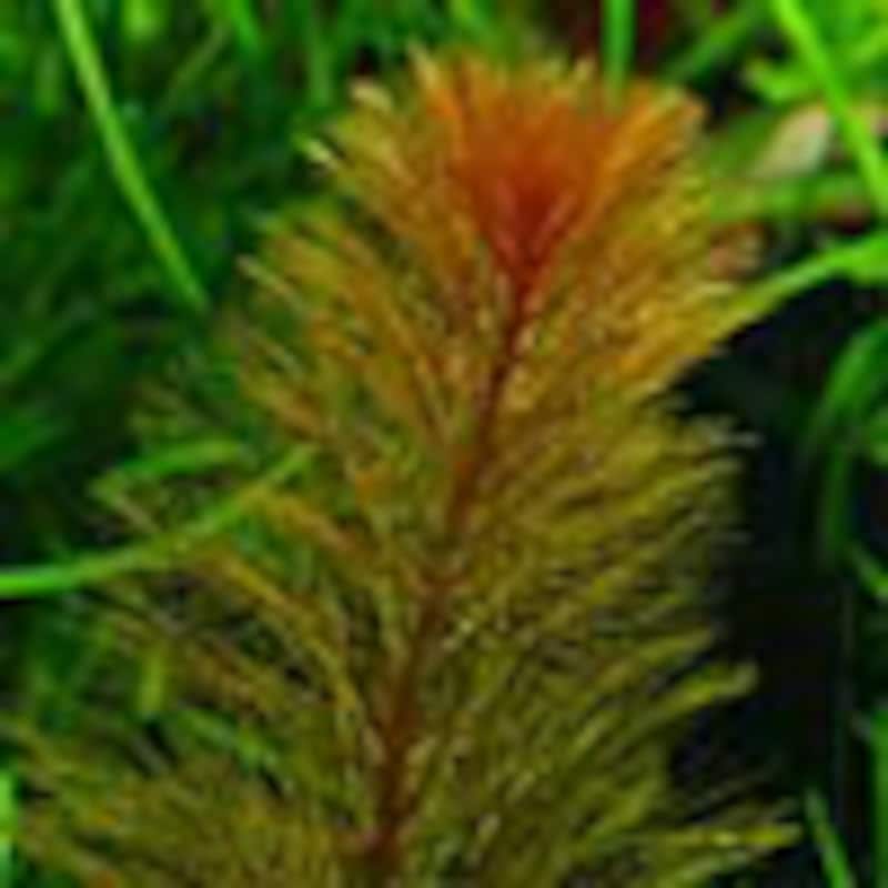 レッドミリオフィラム