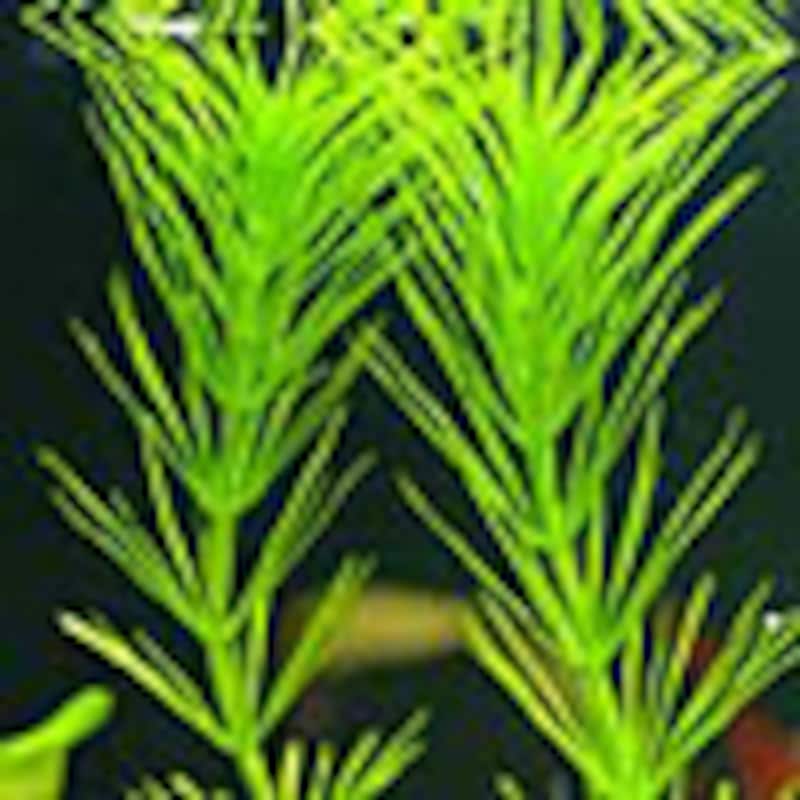 ヒドロトリケ・ホットニフローラ