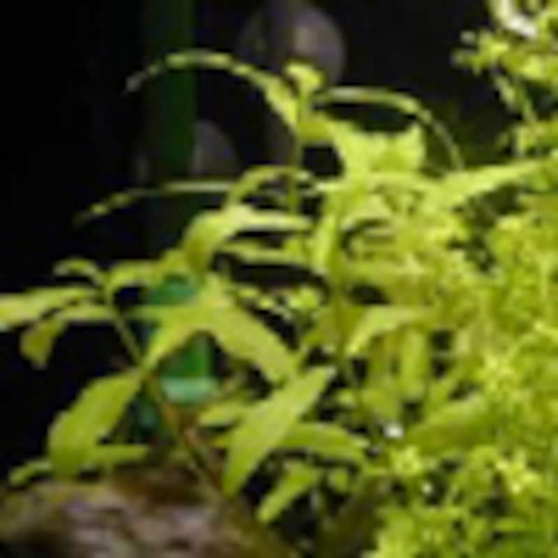 ハイグロフィラ