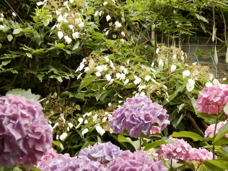 6月にはアジサイが美しく咲きます。6月にはアジサイが美しく咲きます。白く見えるのがイワガラミ