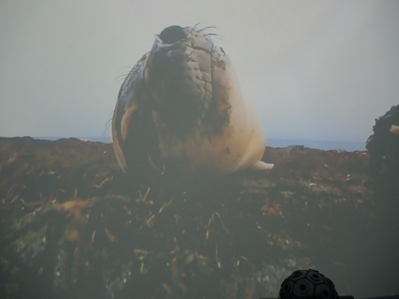 アザラシも登場。かわいい。